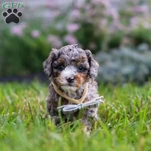 Luka, Cavapoo Puppy